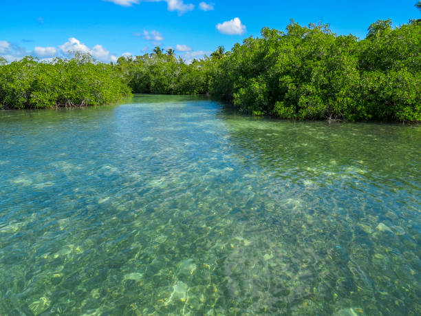 istock the turquoise water and the mangroves tree 1064218398