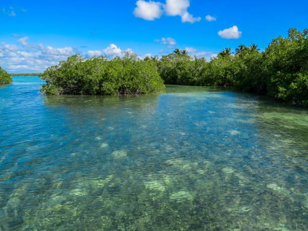 istock the turquoise water and the mangroves tree 1064218402