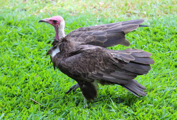 istock Hooded vulture (Necrosyrtes monachus) in Gambia 1064219050