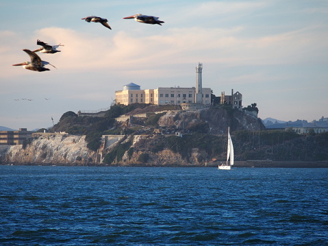 Pelicans flying over Alcatraz prison in San Framcisco