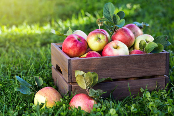 istock Apples in wooden crate in garden 1064219294