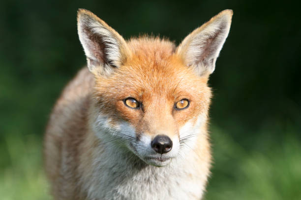 istock Red Fox in Surrey, South East England 106422091
