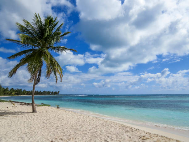 istock Palm trees on a tropical beach (Saona Island, Domenican Republic) 1064221058