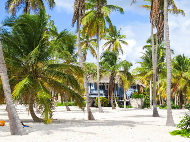 istock Palm trees on a tropical beach (Saona Island, Domenican Republic) 1064221310