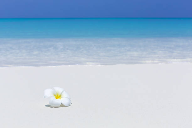 White rose washed up on beach.