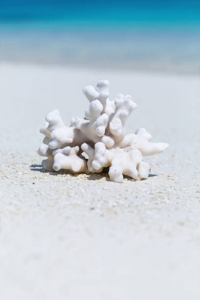istock White coral on sandy Maldives beach 1064221656
