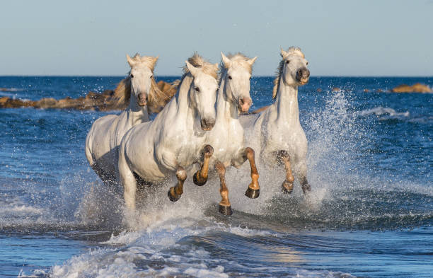 istock The running White Camargue horses 1064225608