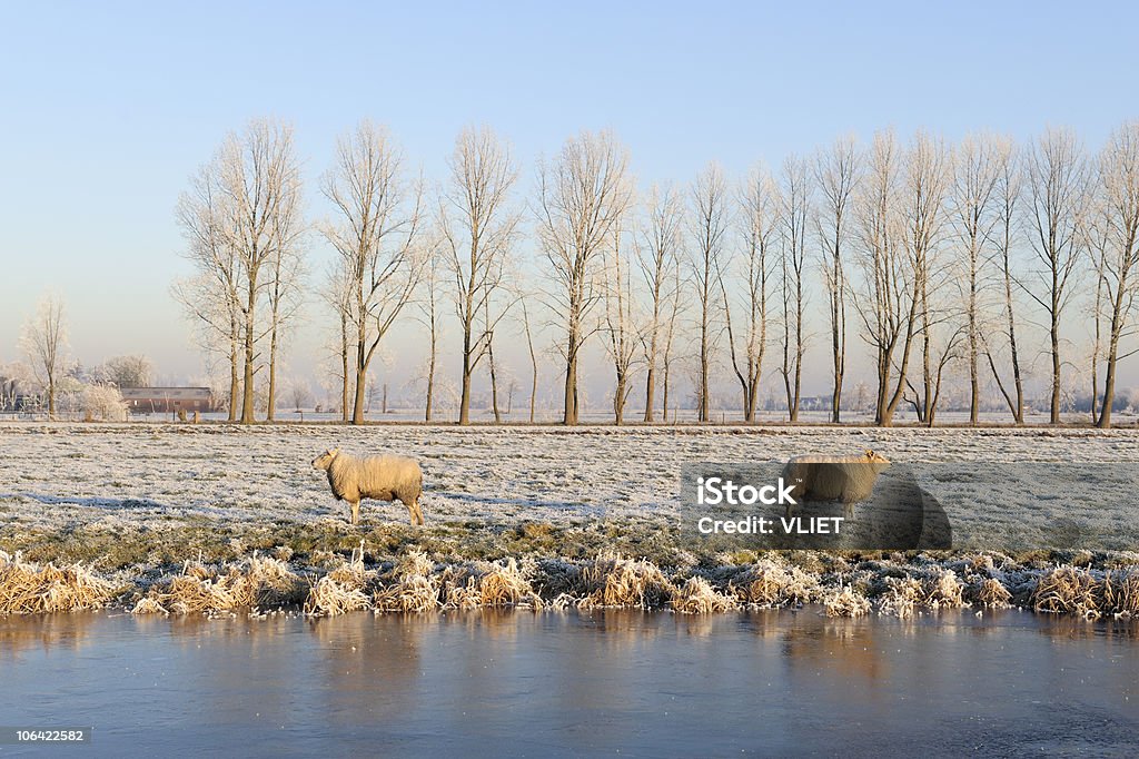 Овец зимой в Нидерландах - Стоковые фото Без людей роялти-фри