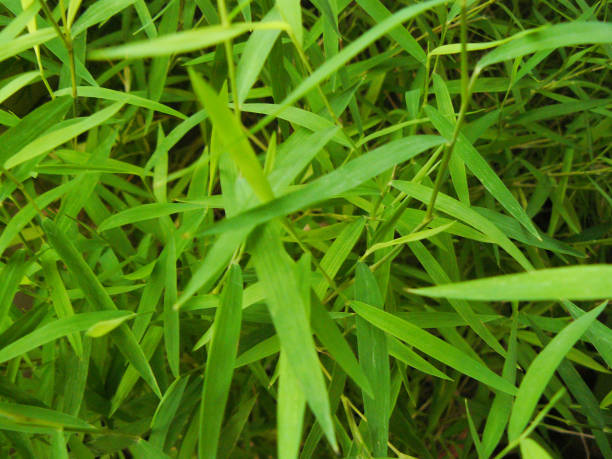 Abstract green leaf texture for background Abstract photo of Thyrsostachys siamensis Gamble (Small, Bamboo Cat). Close up green leaves for texture and background. siamensis stock pictures, royalty-free photos & images