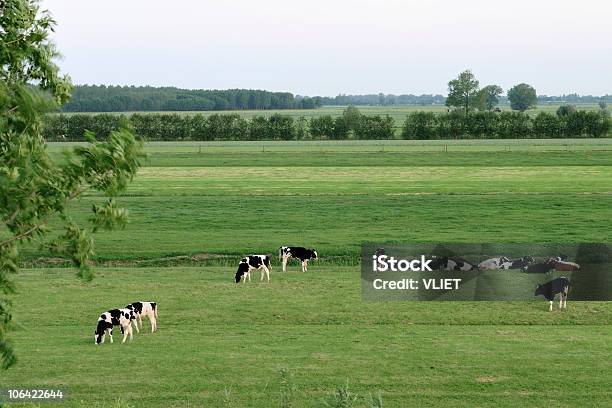 Gruppo Di In Un Prato Mucca Holstein - Fotografie stock e altre immagini di Bovino domestico - Bovino domestico, Campo, Vacca