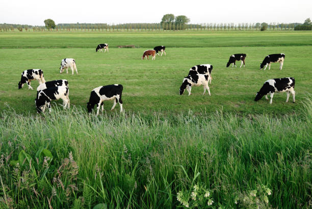 Cows grazing on pasture near a village, in a background sheep grazing