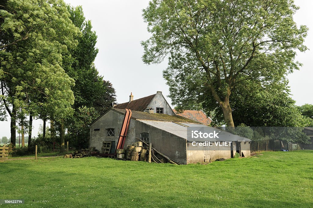 Dom w gospodarstwie rolnym i Stodoła z drzew w letni w Niderlandach - Zbiór zdjęć royalty-free (Architektura)