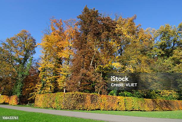 Árboles De Otoño Foto de stock y más banco de imágenes de Aire libre - Aire libre, Amarillo - Color, Arbolado