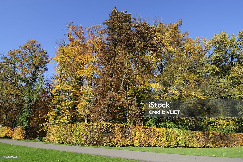 Alberi in autunno - Foto stock royalty-free di Alberato