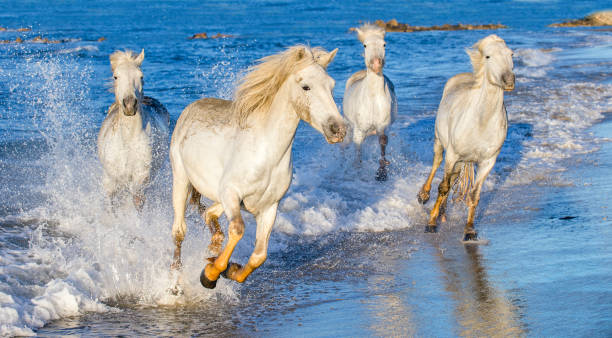 istock The running White Camargue horses 1064227820