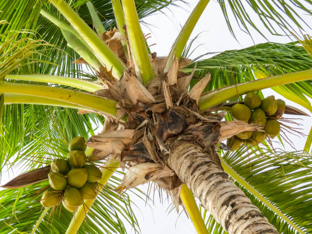 istock close-up of the palm and its coconuts 1064229574