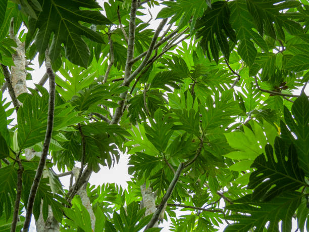 istock green leaves in the plantation 1064230962