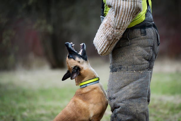 Belgian Shepherd barks for Defense Work helper stock photo