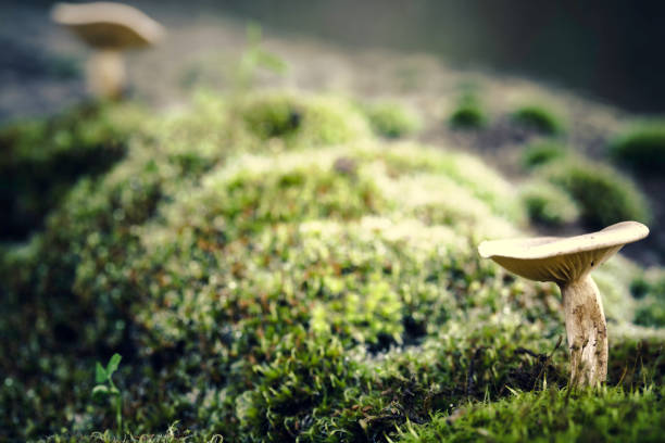 istock Small mushroom in the foreground with another mushroom in the background 1064232886
