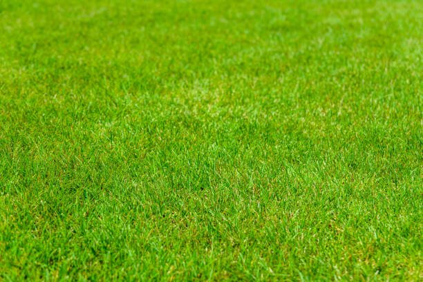 istock Background of green grass. Eco concept 1064233014