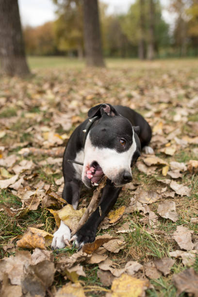 istock Dog playing in the park 1064236128
