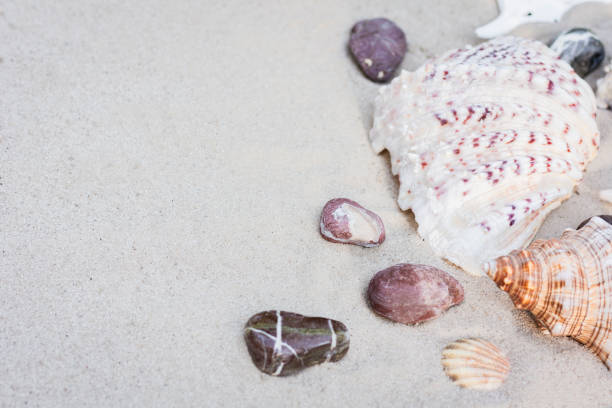 istock Seashells on the sand. Summer beach background in Thailand with copy space for text 1064238560