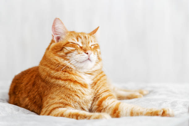 Red cat lying on the bed and dozing off with eyes closed A ginger cat lays on the bed and sleeps with closed eyes and pulling out the front paws. Shallow focus and grey blurred background. blinking stock pictures, royalty-free photos & images