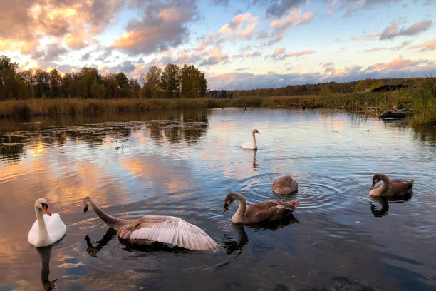 istock Swan family 1064239462