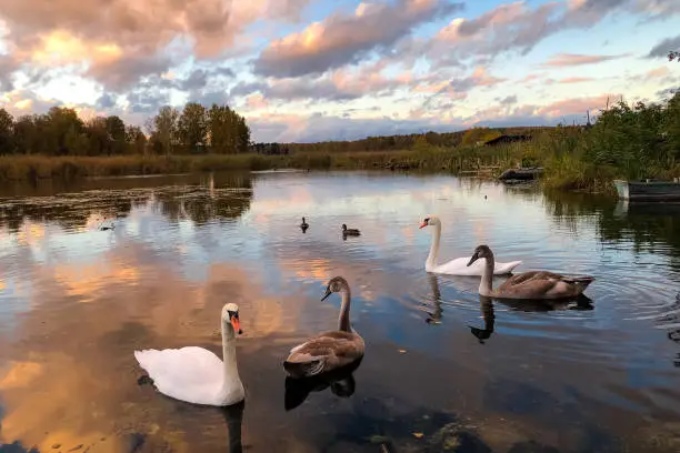 Photo of Swan family