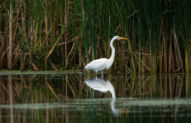 istock A Great Egret reflects in the water as it fishes. 1064240138
