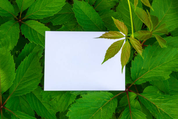 istock Nature concept. Layout with texture a green leaf close-up. Background with Leaves  and white frame. 1064240172