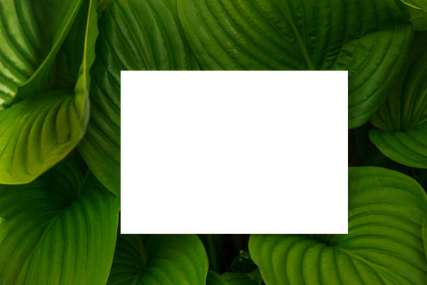 istock Nature concept. Layout with texture a green leaf close-up. Background with Leaves  and white frame. 1064240274