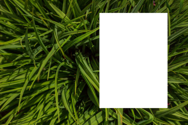 istock Nature concept. Layout with texture a green leaf close-up. Background with Leaves  and white frame. 1064240320