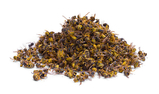 Pile of Dead Bees Isolated on a White Background.