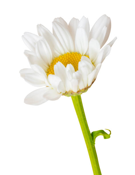 istock Lovely white Daisy (Marguerite) isolated on white background, including clipping path. Germany 1064242622