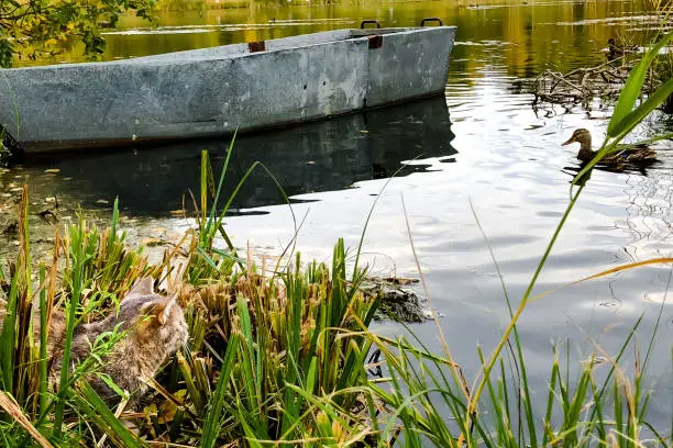 Photo of Cat hunting duck