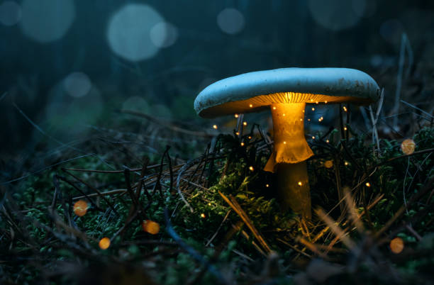 светящийся гриб в лесу - moss fungus macro toadstool стоковые фото и изображения
