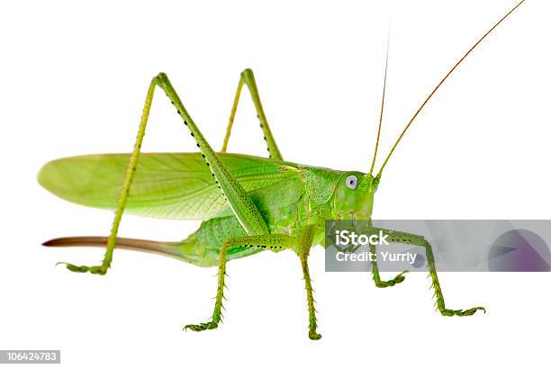 Foto de Locust e mais fotos de stock de Animal - Animal, Antena - Parte do corpo animal, Asa animal
