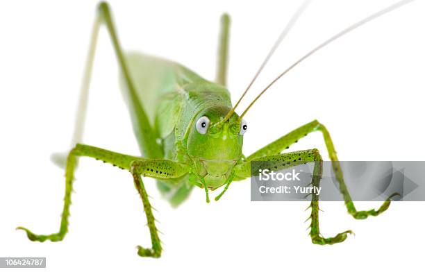 Wanderheuschrecke Stockfoto und mehr Bilder von Bildkomposition und Technik - Bildkomposition und Technik, Einzelnes Tier, Extreme Nahaufnahme