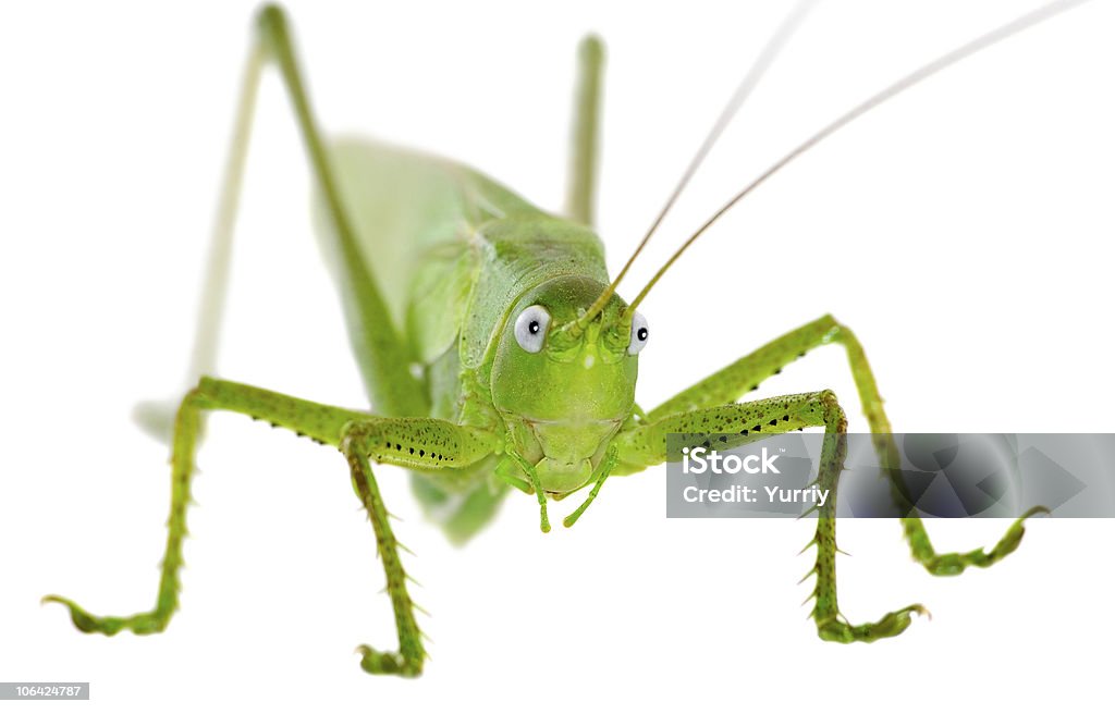 Locust - Foto de stock de Antena - Parte do corpo animal royalty-free