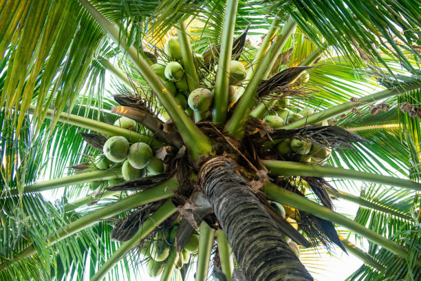 istock coconut tree and coconut fruits hanging on tree view from under 1064249638