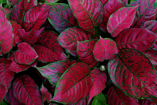 Red Aglaonema the colorful foliage houseplant variegated leaves pattern nature texture on dark background.