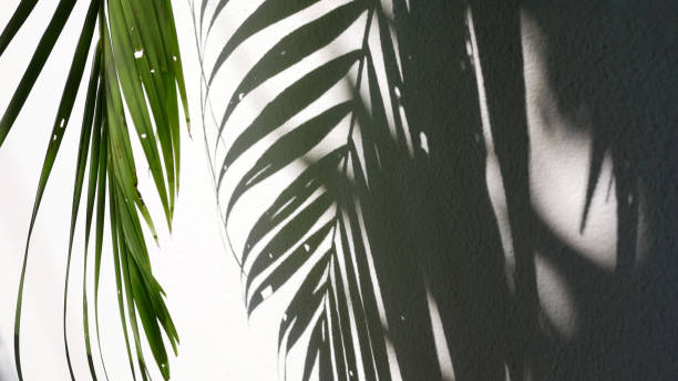 istock Tropical palm leaves with shadows on white concrete wall abstract blurred background. 1064250336