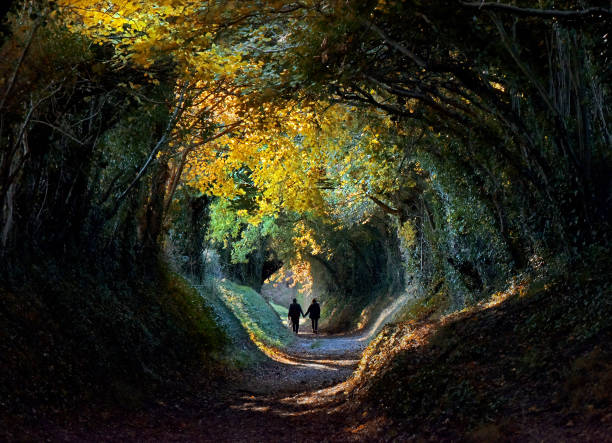 tunnel d’arbre automne - route à une voie photos et images de collection