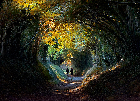 Autumn tree tunnel