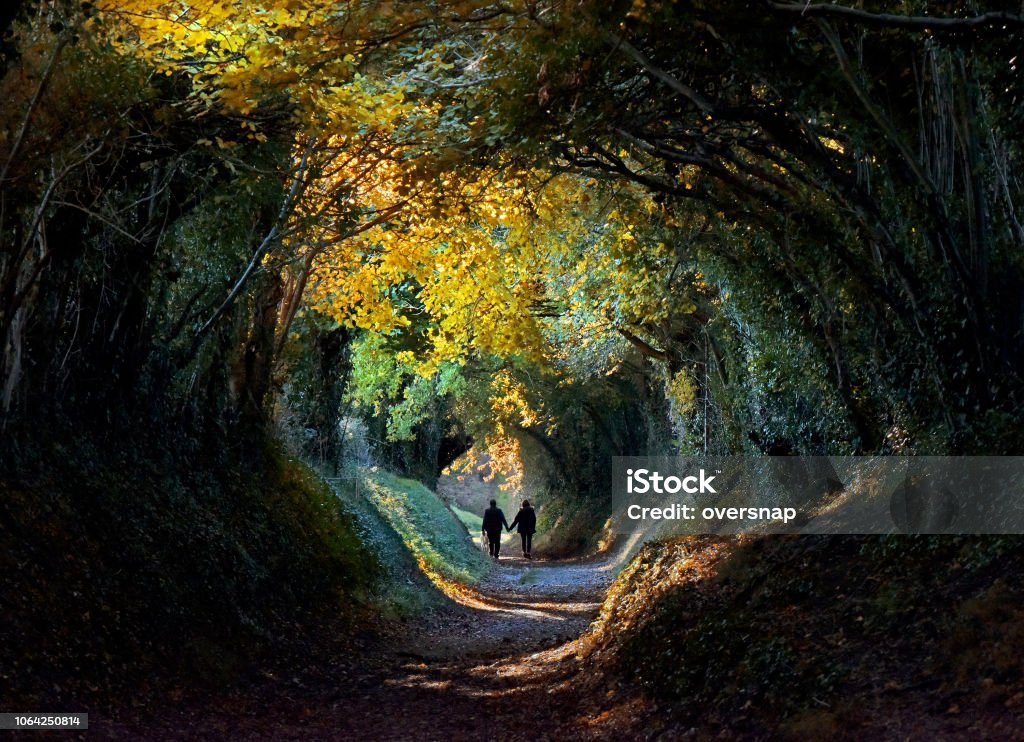 Autumn tree tunnel Tree lined "tunnel" in the English countryside of West Sussex in autumn Walking Stock Photo