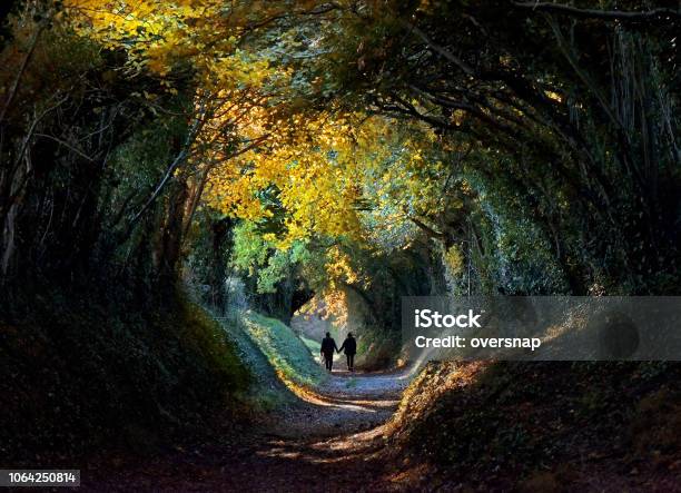 Autumn Tree Tunnel Stock Photo - Download Image Now - Walking, Footpath, Forest