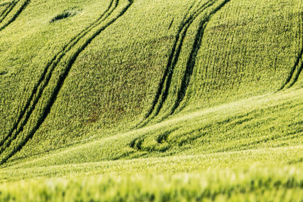 Sunny landscape from Val d'Orcia