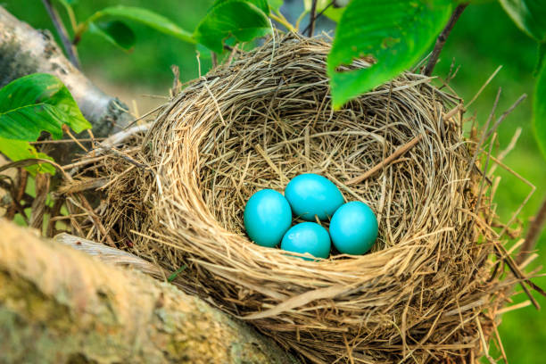 uova di pettirosso - birds nest animal nest branch spring foto e immagini stock