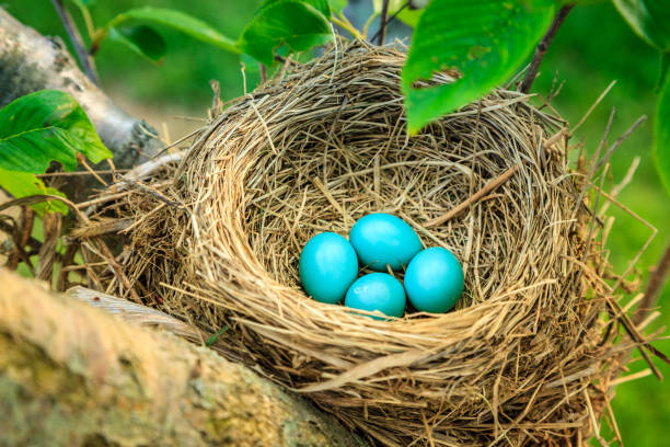 робинс яйца - birds nest animal nest branch spring стоковые фото и изображения